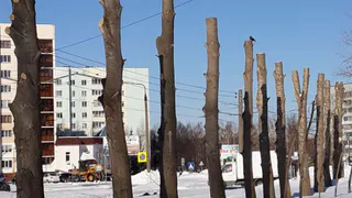 Нижнекамка: «Обрезку деревьев сделали правильно!»