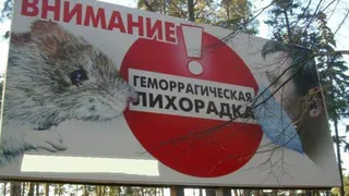 Нижнекамцам напоминают о мышиной лихорадке