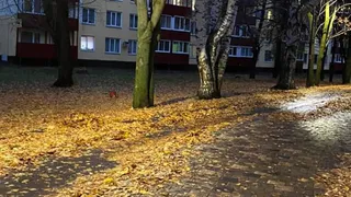 «Парк на Юности. Почему там никто не убирает листья? »