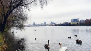Нижнекамцам рассказали о зимующих лебедях