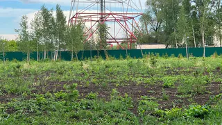 «Скоро трава будет выше елок!»