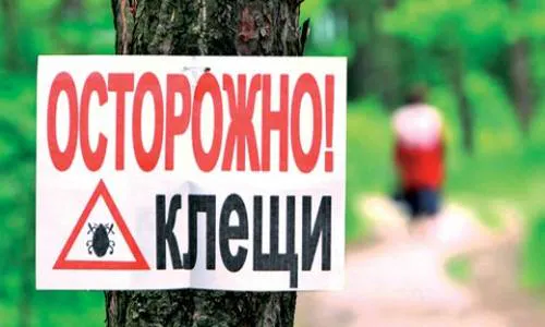 Народный контроль: жители жалуются на нашествие клещей во дворах Нижнекамска