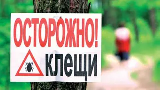 Народный контроль: жители жалуются на нашествие клещей во дворах Нижнекамска
