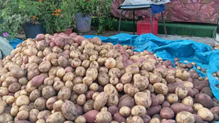 3 чудесных сорта картофеля - никогда не променяю их на новинки. Вкусные и урожайные 