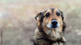 В Татарстане стая бродячих собак напала на 14-летнюю девочку