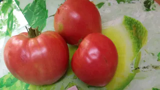 7 лучших сортов томатов - медовый вкус, от которого все в восторге. Не урожай, а загляденье 