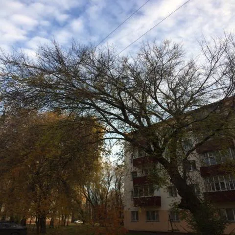 Ветви дерева на электропроводах