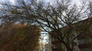 Ветви дерева на электропроводах