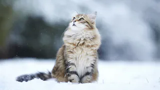 Тендер на отлов животных в Нижнекамске
