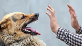 575 жителей Нижнекамска пострадали от укусов диких и домашних животных
