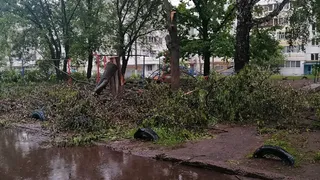 Деревья спилили и бросили, свет не горит, трава не кошена