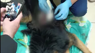 В Казани неизвестный открыл стрельбу по собакам из окна