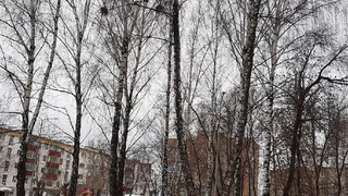 «Они уже вьют гнёзда. С утра до вечера - галдёж»