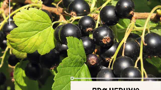 Черная смородина – доктор среди ягод