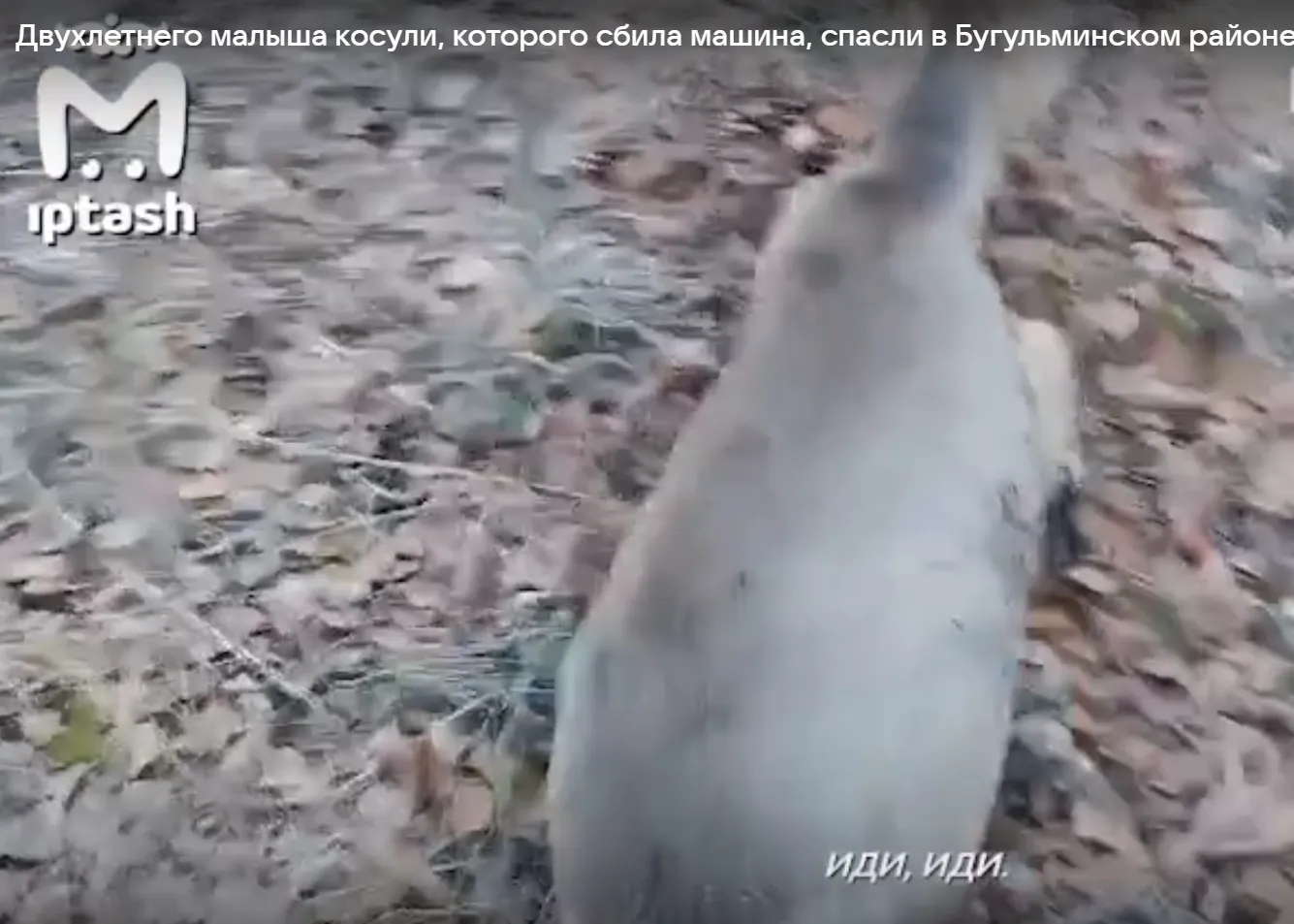 Двухлетнего малыша косули спасли в Бугульминском районе