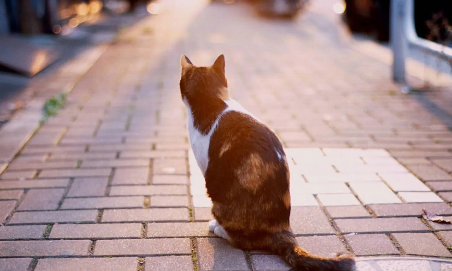 В Нижнекамске коту выкололи глаза