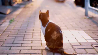 В Нижнекамске коту выкололи глаза 
