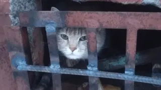 Почему в Нижнекамске устанавливают решетки на подвальные окошки?