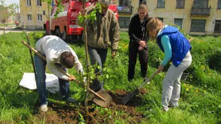 В Нижнекамске высадили 5 тысяч деревьев