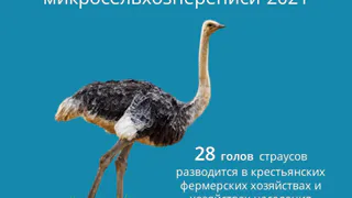28 голов страусов разводится в Татарстане